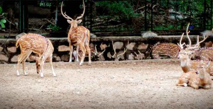 images for jaipur zoological garden